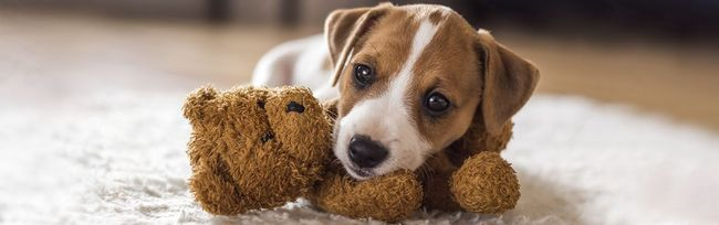 Dog Poop Pickup in Center Line Michigan