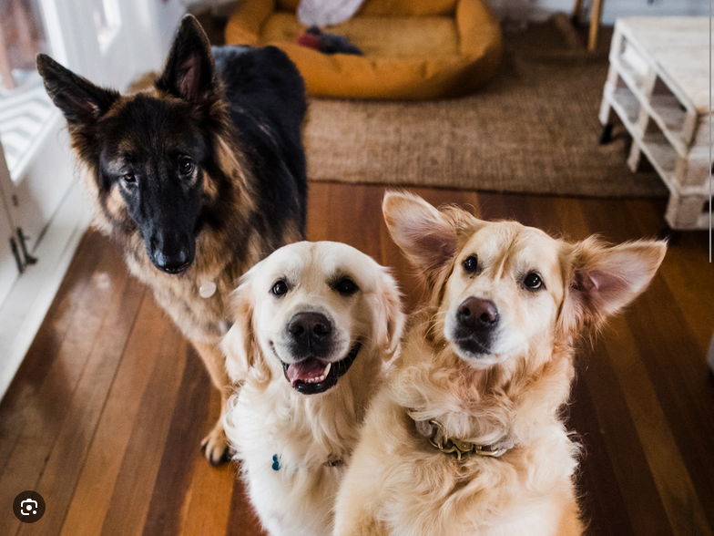 Dog Poop Pickup in Center Line Michigan