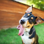 Dog Poop Pickup in Center Line Michigan