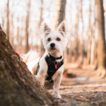 Dog Poop Pickup in Center Line Michigan