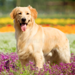 Dog Poop Pickup in Center Line Michigan