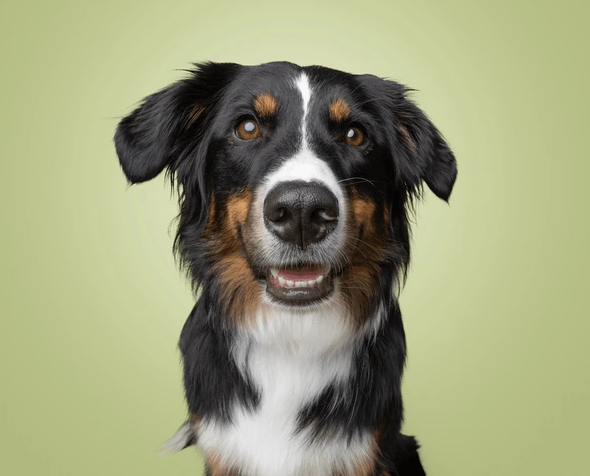 Dog Poop Pickup in Center Line Michigan
