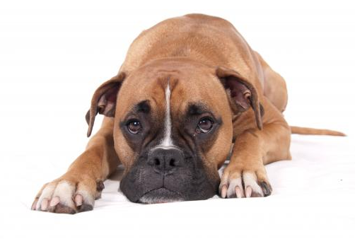 Dog Poop Pickup in Center Line Michigan